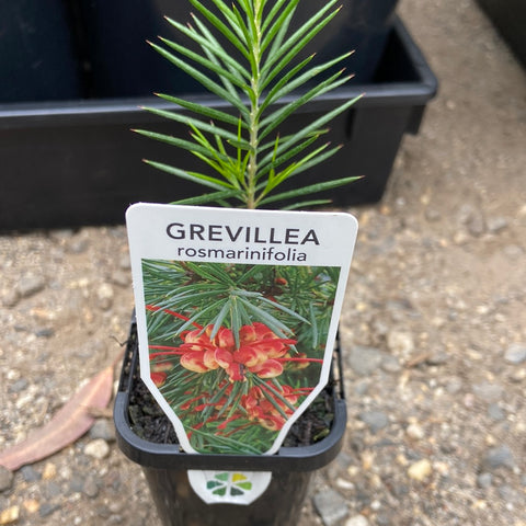 Grevillea rosmarinifolia 70mm tube