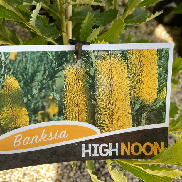 Banksia Praemorsa 'High Noon' 140mm