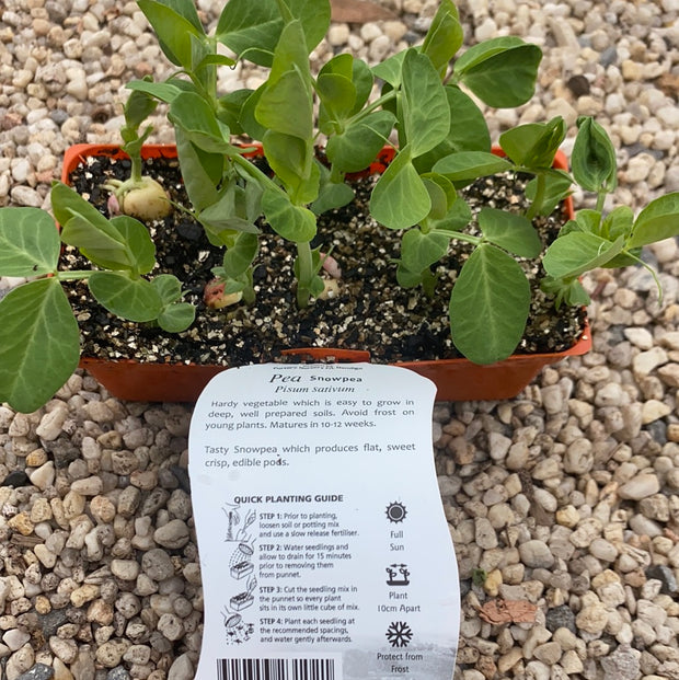 Pea ‘Snowpea’ - Purtill