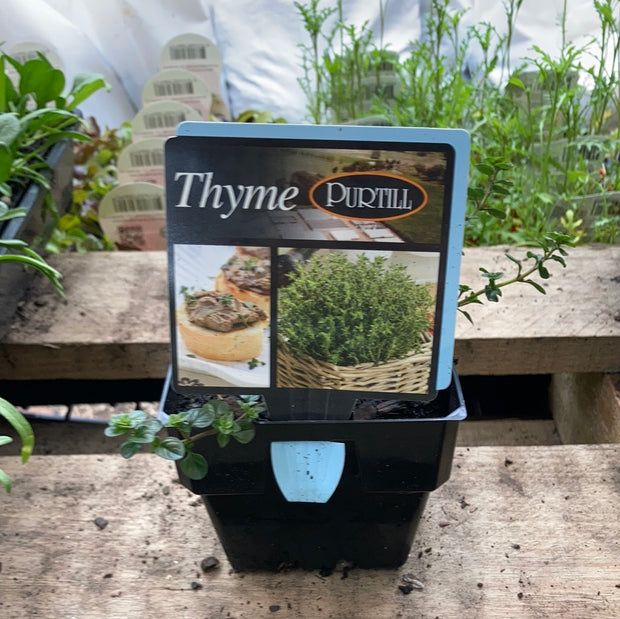 Thyme - Purtill maxi