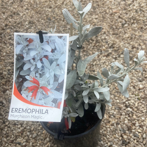 Eremophila Murchison Magic 140mm