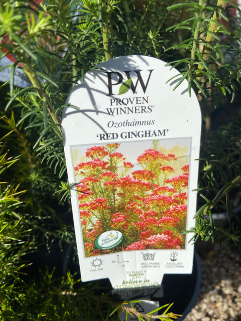Ozothamnus diosmifolius 'Red Gingham' 180mm
