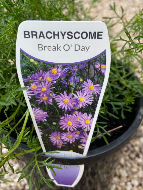 Brachyscome 'Break O Day' 140mm