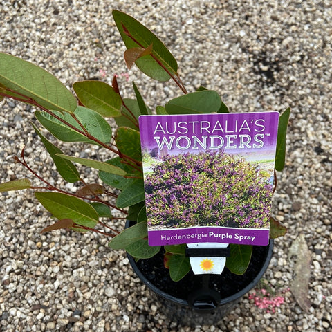 Hardenbergia Purple Spray 140mm