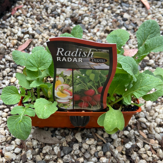 Radish Radar Purtill
