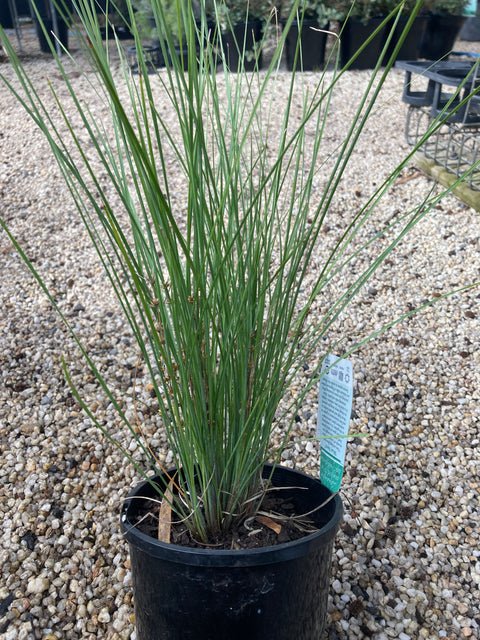 Lomandra 'Blue Steel' 140mm