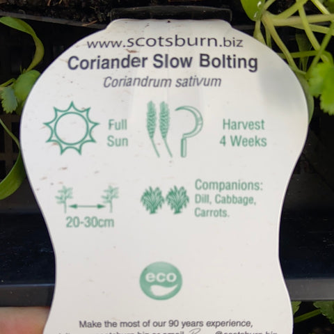 Coriander - Slow bolting - Scotsburn