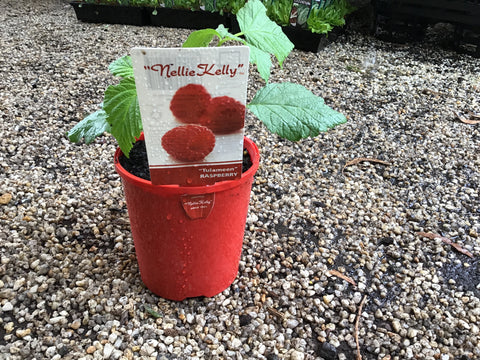 Raspberry ‘Tulameen’ 120mm
