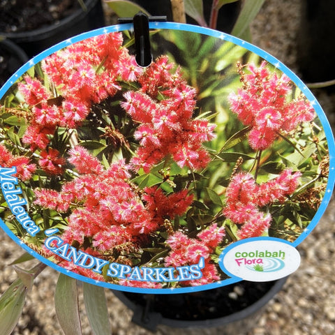 Melaleuca Candy Sparkles 140mm