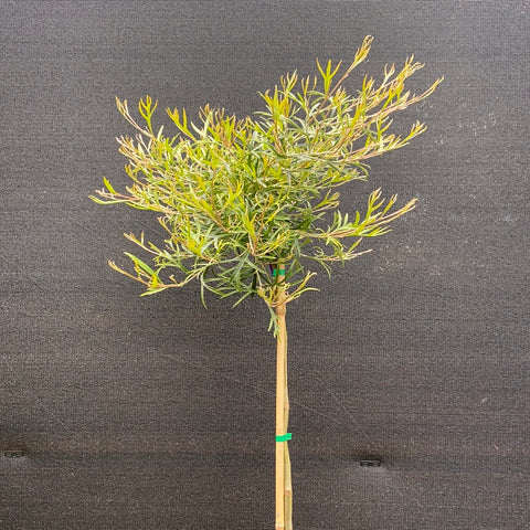 Grevillea 'Grass Fire' Standard 300mm