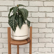 Mark Thomas designs