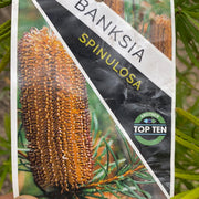 Banksia Spinulosa 250mm