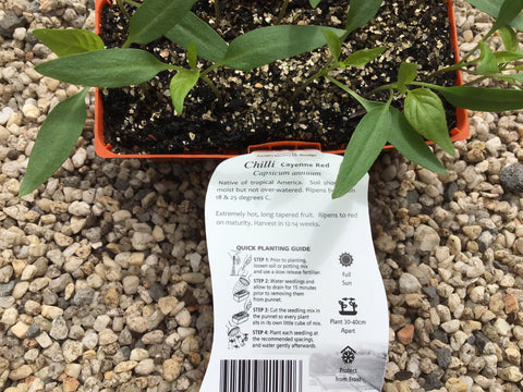 Chilli ‘Cayenne’ - Purtill