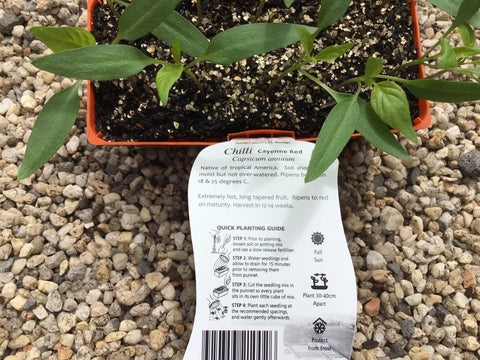 Chilli ‘Cayenne’ - Purtill