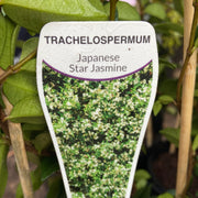 Trachelospermum ‘Japanese star jasmine’ 140mm