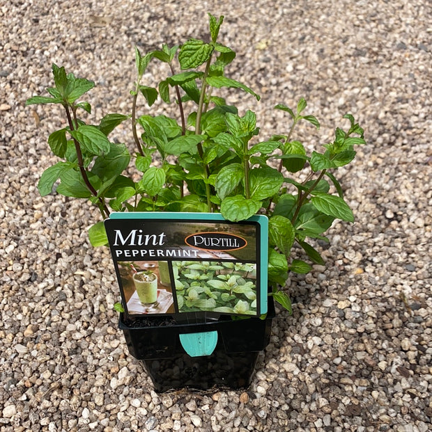 Mint ‘Peppermint’ - purtills maxi
