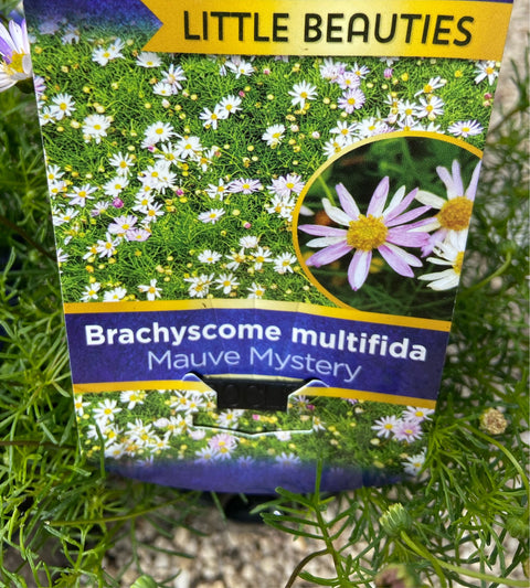 Brachyscome 'Mauve Mystery' 140mm