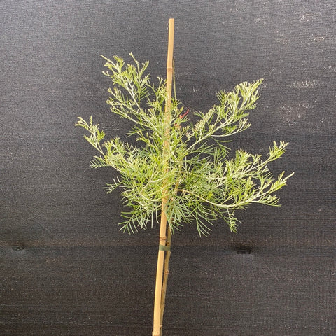 Grevillea 'Scarlet Moon' Standard 300mm