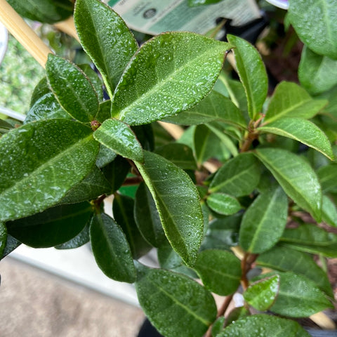 Trachelospermum ‘Japanese star jasmine’ 140mm