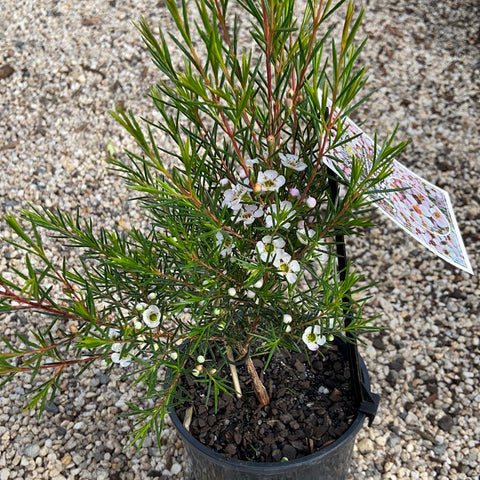 Chamelaucium 'Jessica' 140mm