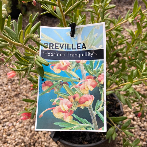 Grevillea Poorinda Tranquility 140mm