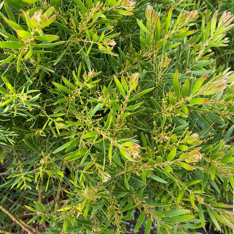 Acacia Fimbriata Dwarf 200 mm