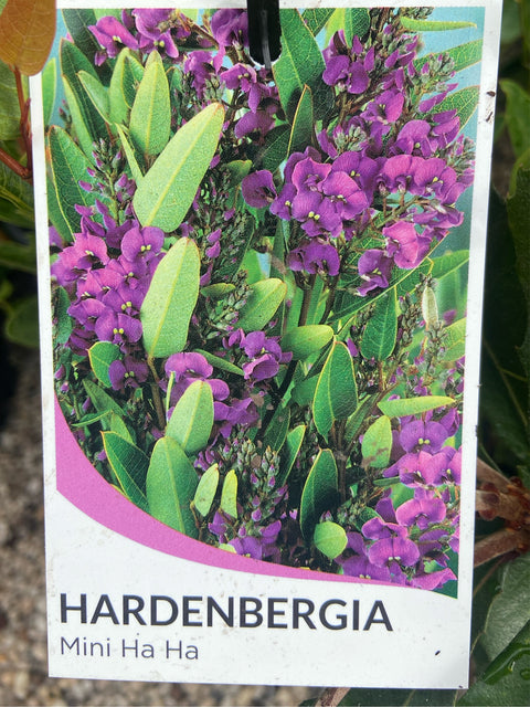 Hardenbergia 'Mini Ha Ha' 140mm