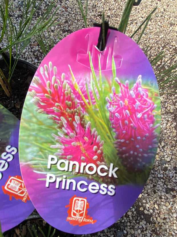 Grevillea 'Panrock Princess' 140mm