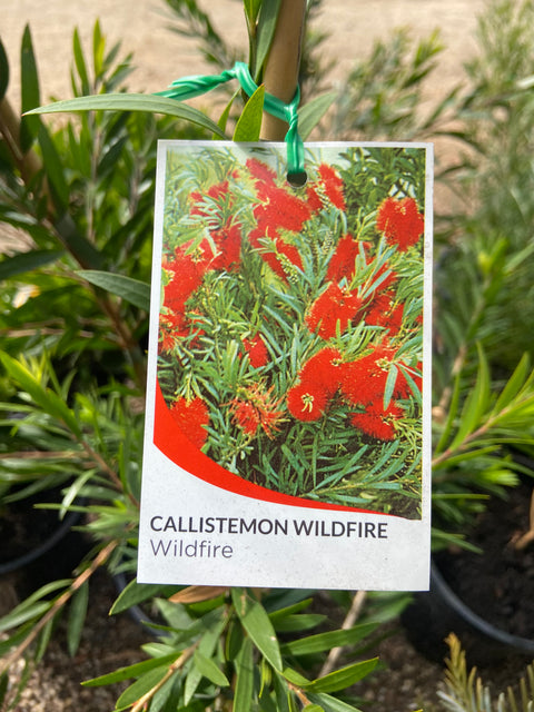 Callistemon 'Wildfire' 250mm