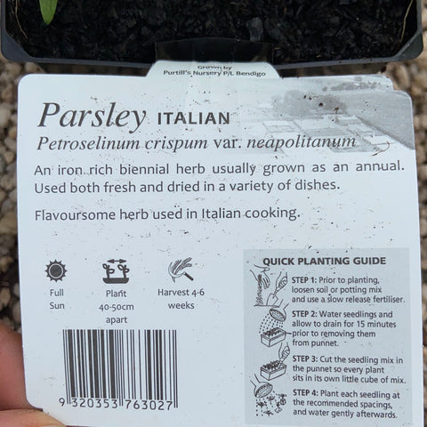 Parsley ‘Italian - Purtill maxi