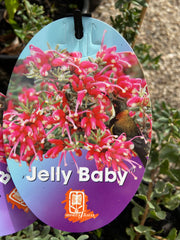 Grevillea 'Jelly Baby' 140mm