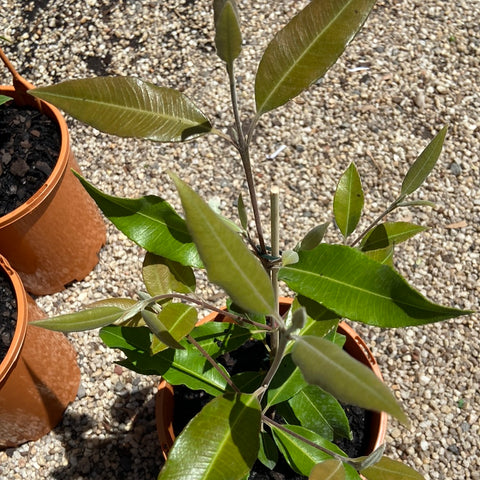 Tucker Bush Lemon Myrtle 175mm