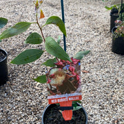 Eucalyptus Pachyphylla 140mm