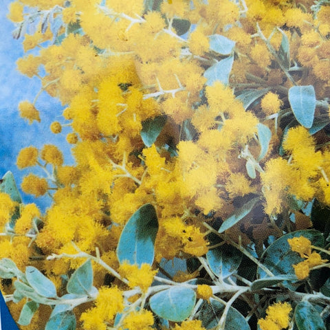 Acacia podalyriifolia 200mm