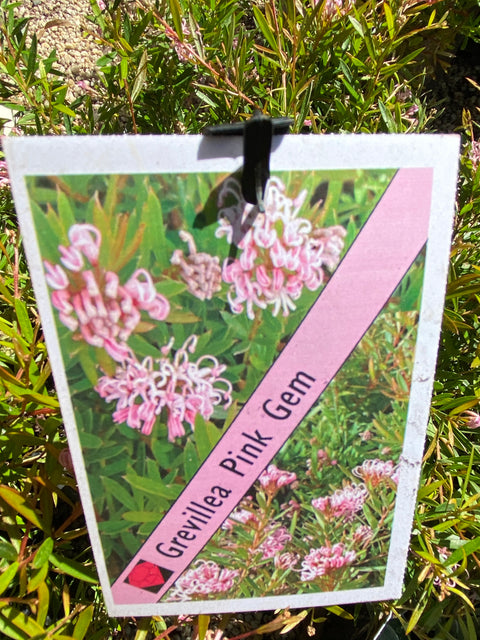 Grevillea 'Pink Gem' 140mm