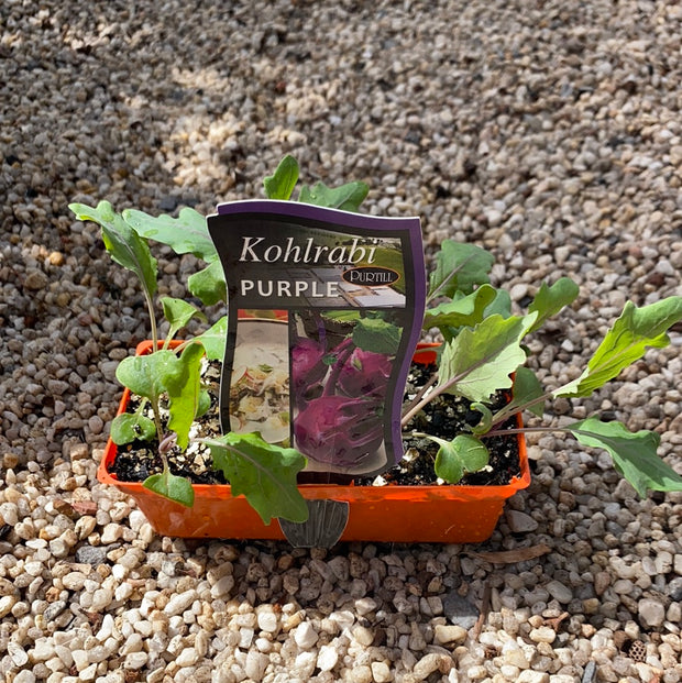 Kohlrabi ‘Purple’ - Purtill