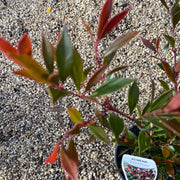 Acmena smithii Forest Flame 140mm