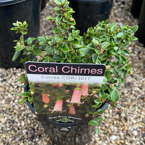 Correa Coral Chimes 140mm