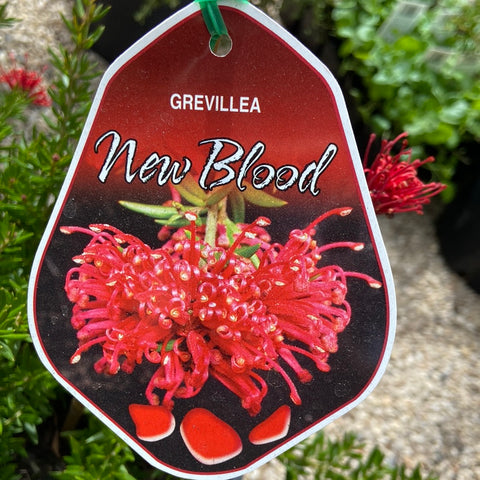 Grevillea 'New Blood' 200mm
