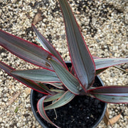 Dianella Rainbow Twist 140mm