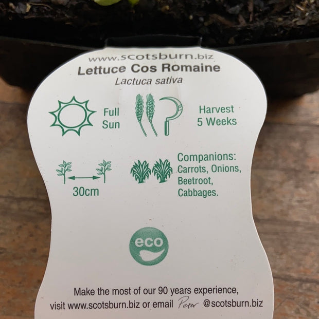 Lettuce - Cos Romaine - Scotsburn
