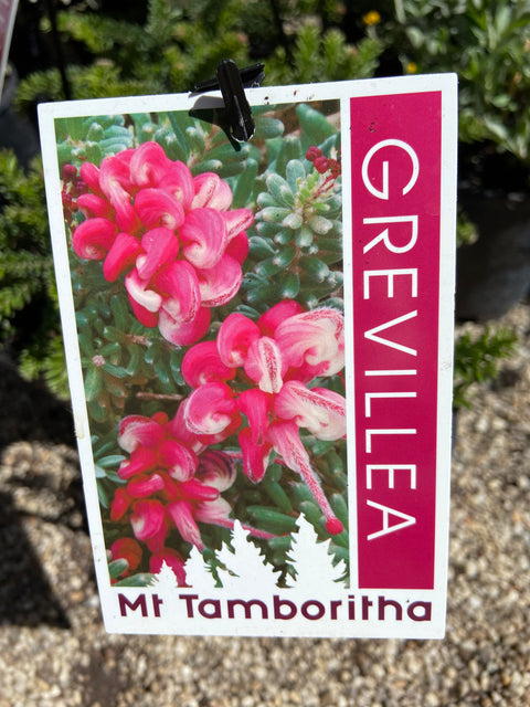 Grevillea lanigera 'Mt Tamboritha' 140mm