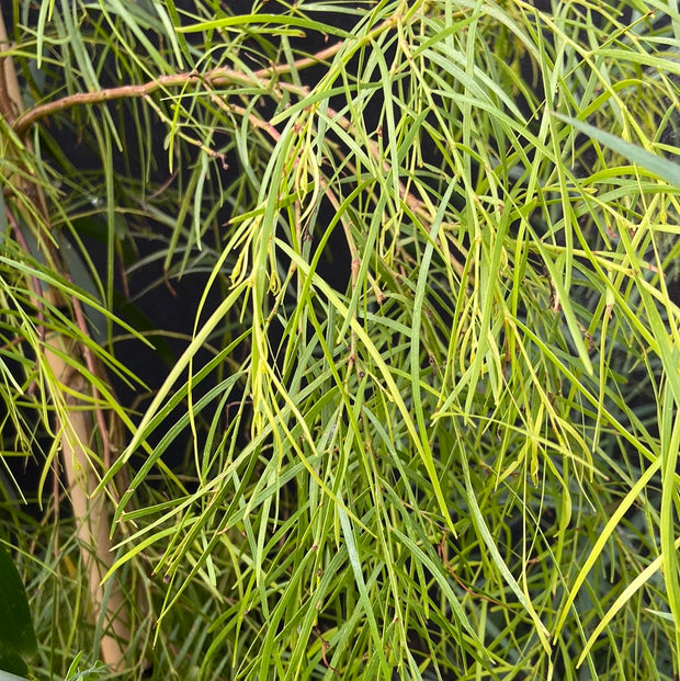 Acacia Cognata 'Lime Magik' 140mm