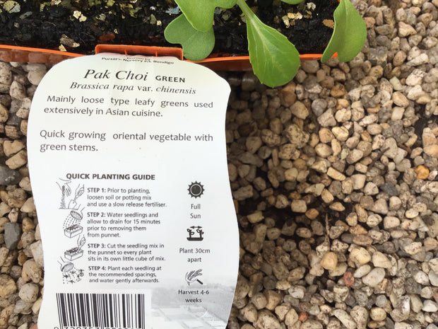 Pak Choi ‘Green’ - Purtill