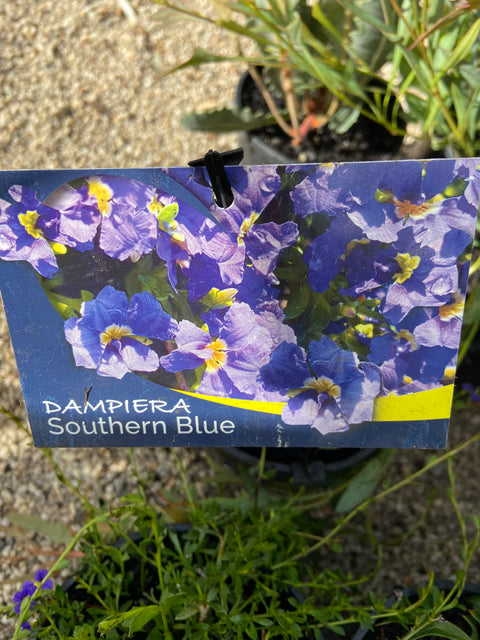 Dampiera diversifolia 'Southern Blue' 140mm