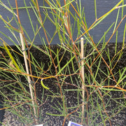 Grevillea bracteosa 140mm
