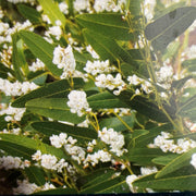 Hardenbergia violacea White Out 140mm