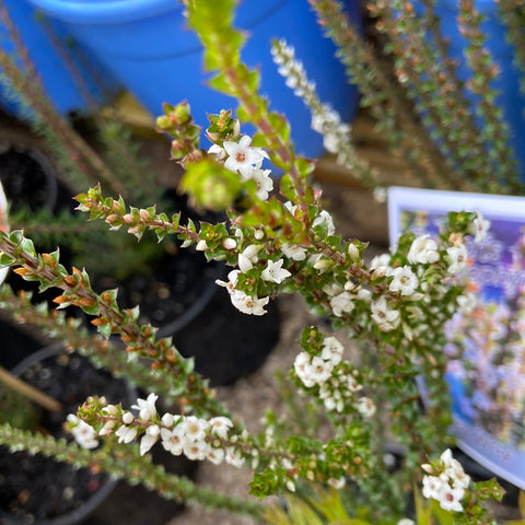Epacris microphylla Milky Way 140mm