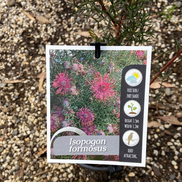 Isopogon Formosa 200mm