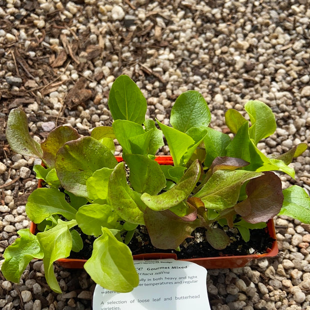 Lettuce ‘Gourmet Mixed’ - Purtill